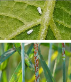Kit Mamboretá Confi Y Foli Funguicida Insecticida Sistémico en internet