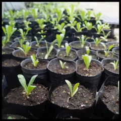 Maceta Soplada 30 Ltos - Morocco Growshops - comprar online