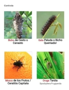 Mamboreta Z 30cm3 - Morocco Growshops en internet