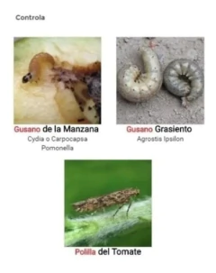 Mamboreta Z 30cm3 - Morocco Growshops - comprar online