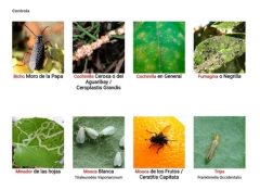 Imagen de Kit Mamboretá Confi Y Foli Funguicida Insecticida Sistémico