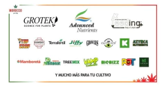 Funguicida Y Fertilizante Trico Trap Mamboreta 30g - Morocco Growshop