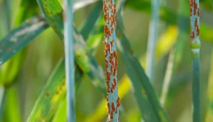 Mamboretá Foli 30cc Con Mamboretá Oil 85 Emulsionable 100cc