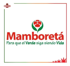 Smarter Mamboreta - Morocco Growshop - tienda online