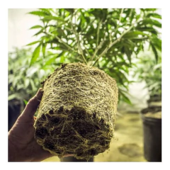 Micorrizas 500cc - Ecomambo - Hongos Benéficos - Raices - comprar online