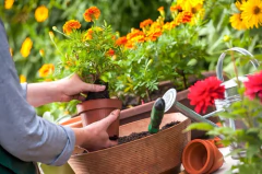 Imagen de Fungicida Mamboretá® H 30cc Amplio Espectro Cura Y Previene