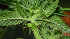 Bio Mamboretá M´jumkan 250 Cc. Eco Insecticida Acaricida - tienda online