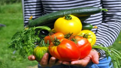 Landiner Sustrato Full Grow 25 L Micorrizas Y Trichoderma en internet