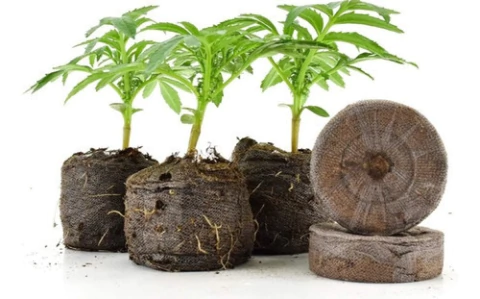 Jiffy Taco De Turba Prensada 41mm Esquejes X10