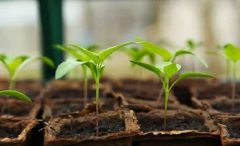 Imagen de Biobizz Bio Bloom Fertilizante Floración 1 Litro Organico