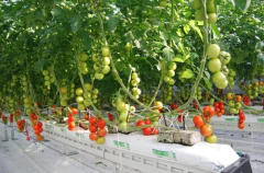 Fibra De Coco Jiffy Rinde 50 Litros Easy Fill Bag Bloque en internet