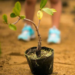 Maceta Soplada 30 Ltos - Morocco Growshops en internet