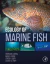 Ecology of Marine Fish
