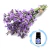Essência New Lavanda Inglesa 100ml - loja online