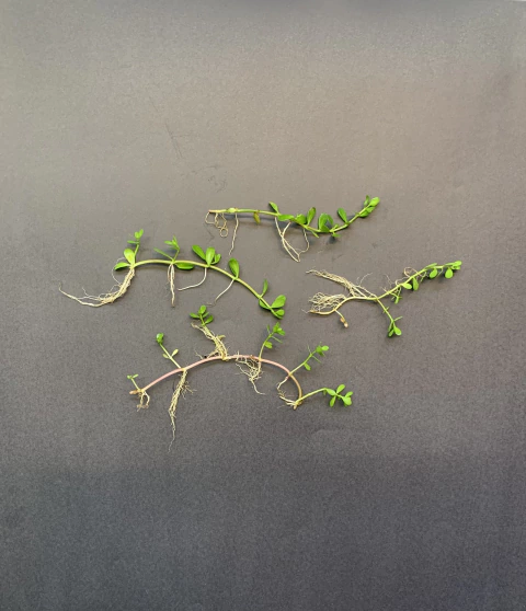 Mudas de BACOPA MONIERI - comprar online