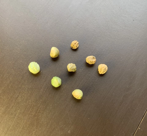 Sementes de capuchinha