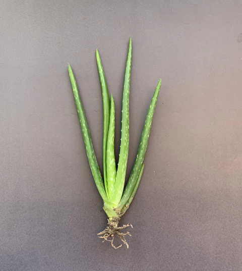 Mudas de BABOSA (aloe vera)