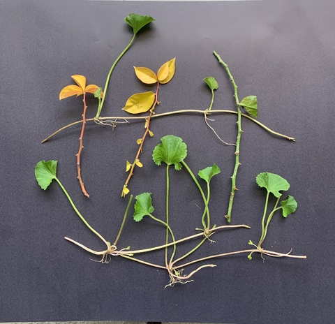 COMBO - Mudas de CENTELLA ASIATICA e ORA-PRONOBIS e 4 Sementes de Moringa - comprar online