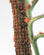 Tutor de Musgo 40 cm para Plantas Trepadoras - comprar en línea