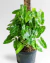 Tutor de Musgo 50 cm para Plantas Trepadoras