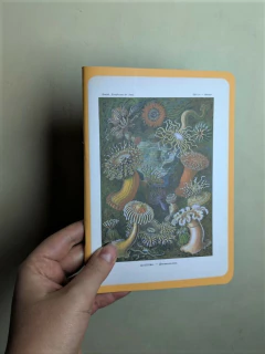 3 Libretas Haeckel - tienda online