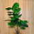 Arvore de Ficus Lyrata