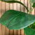 Arranjo de Ficus Lyrata em Vaso Vietnamita 31 - comprar online