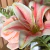 Arranjo Lírio com Rosa em Vaso Aquario Médio - loja online