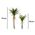 Árvore Yucca com Dois Troncos na internet