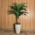 Árvore Dracena 1 Galho em Vaso Coluna Romana
