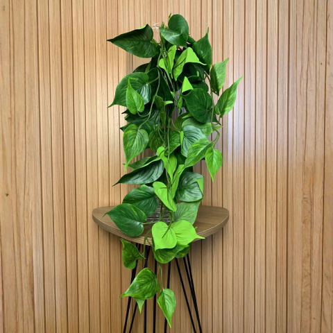 Pendente de Jiboia 60cm