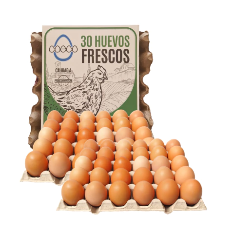 Maples de huevos pastoriles Coeco. Huevos frescos, gallinas libres y felices.