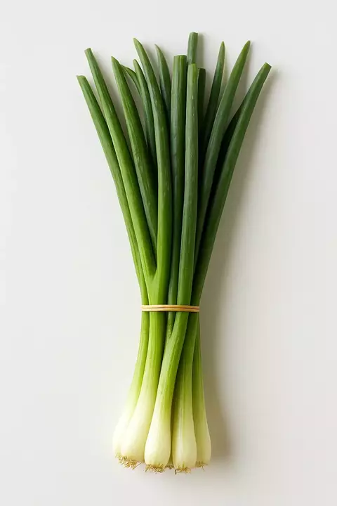 CEBOLINHA UND - comprar online