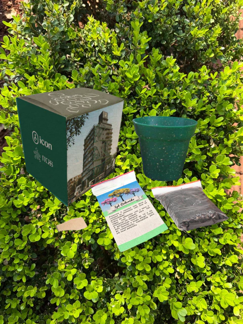 Kit Ecológico Ecobox Cultivo com Sementes - comprar online