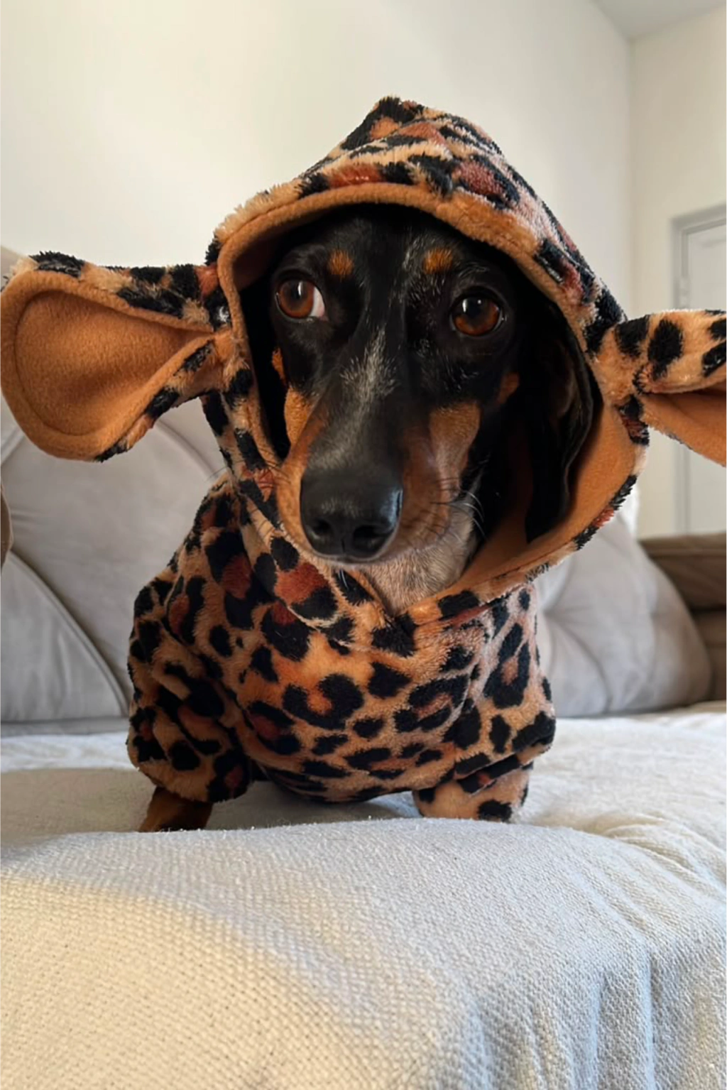 Roupa Pet com Capuz | Animal Print - Oncinha