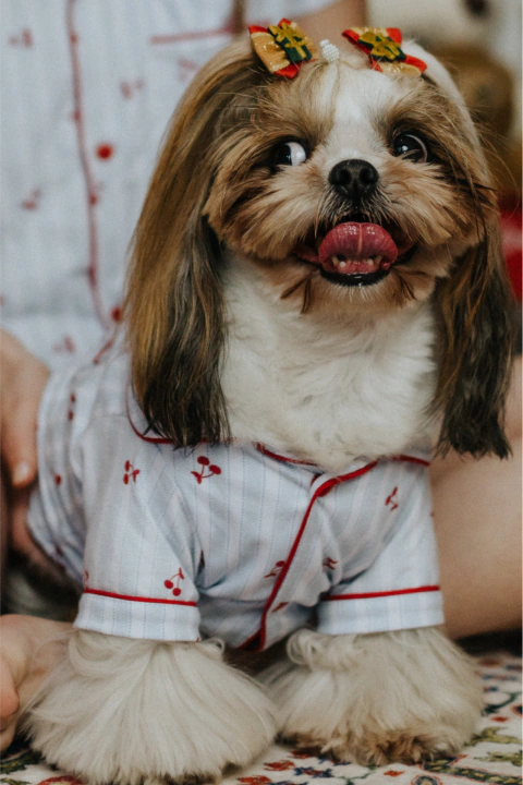 Pijama Americano Pet Listrado Cerejinhas