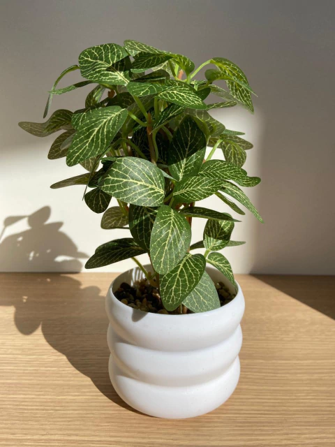Planta artificial Fittonia