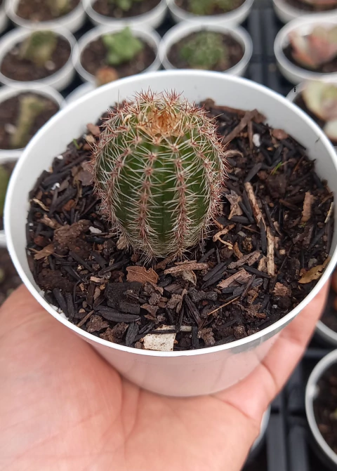 Cacto Echinocereus reichenbachii, pote 09