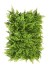 Imagem do Kit 23 Placas De Samambaia Eucalipto Mista 40x60 Muro Ingles Premium