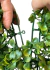 Kit 21 Placas De Buchinho Cheia 40x60 Jardim Vertical Artificial Verde - loja online