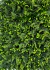 Kit 20 Placa Mini Samambaia Eucalipto 40x60 Jardim Vertical Verde na internet