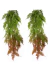 2 Pendentes De Samambaia Crespa Jardim Vertical Folhagem - comprar online