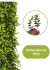Imagem do Kit 24 Placas De Eucalipto 40x60 Jardim Vertical Artificial Cheia