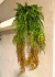 2 Pendentes De Samambaia Crespa Jardim Vertical Folhagem - Mac Ecom Decor