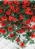 Corrente De Rosas 2 Metros Trepadeira Artificial Folhagem - (cópia) - comprar online