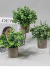 2 Pick De Eucalipto Decoração Cachepot Planta Artificial - loja online
