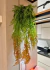 2 Pendentes De Samambaia Crespa Jardim Vertical Folhagem