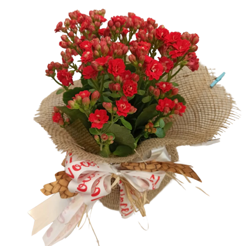 Arranjo de Calandiva no cachepô