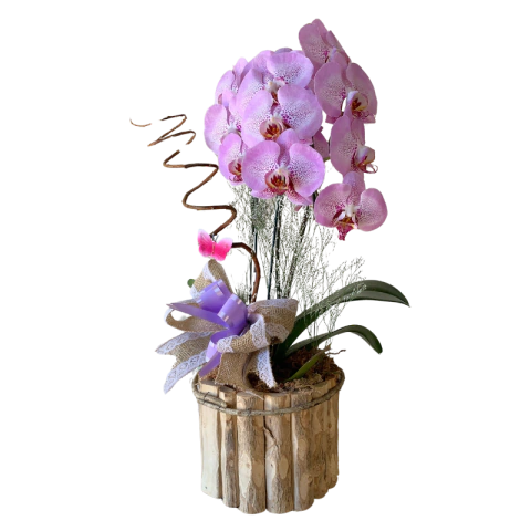 Orquídea Phalaenopsis no Vaso de madeira Roxa