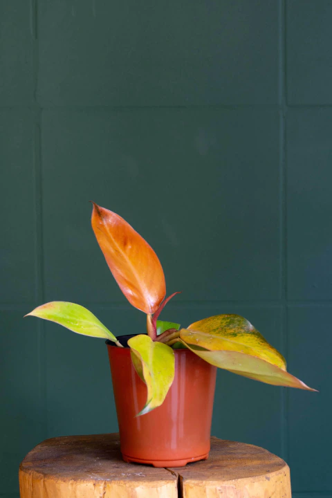 Comprar Philodendrons en Folia Plantas